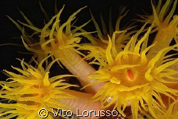 Corals - Parazoanthus axinellae by Vito Lorusso 
